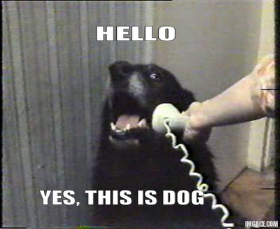 yes this is dog