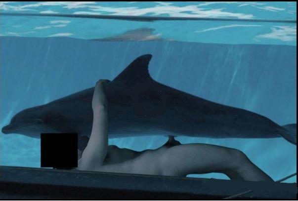 delfini delfini
