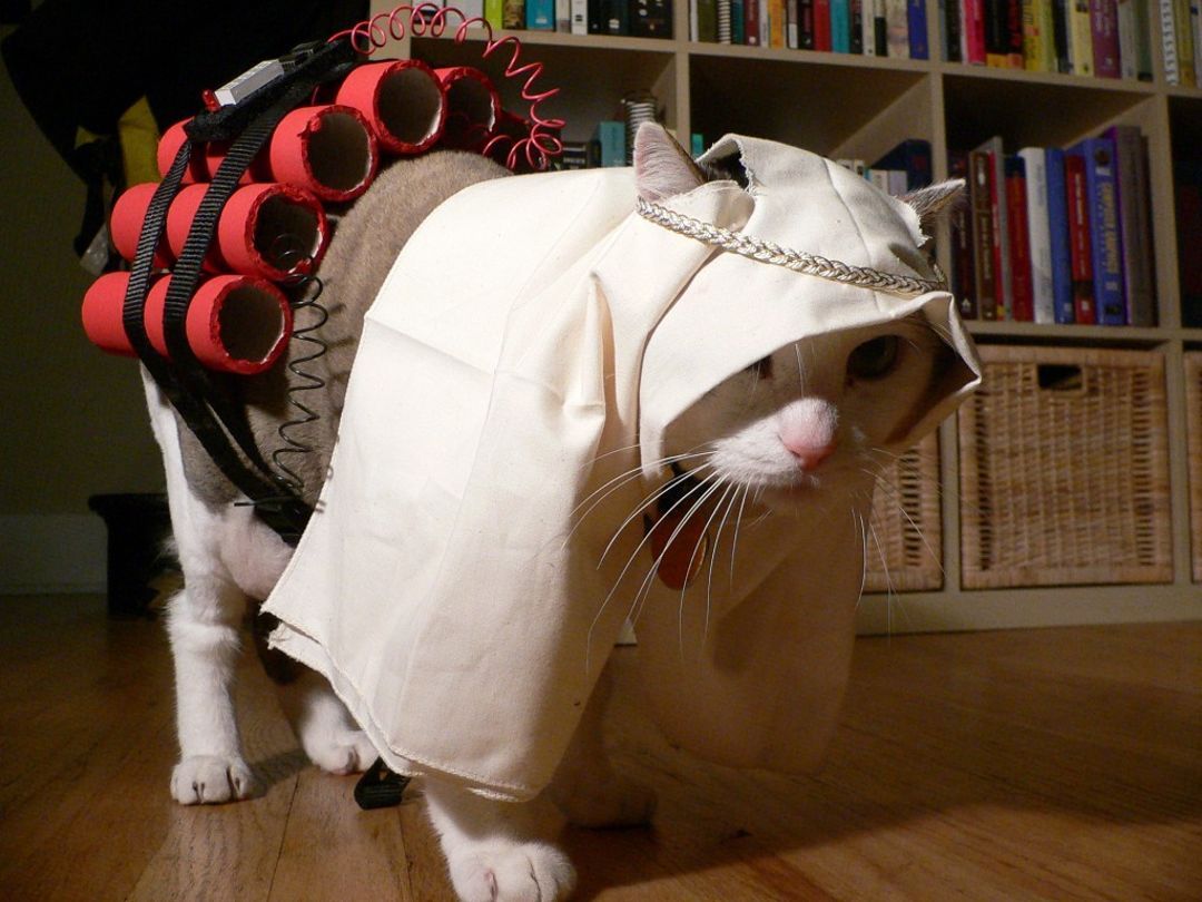 suicide-cat