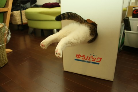 cat-in-box