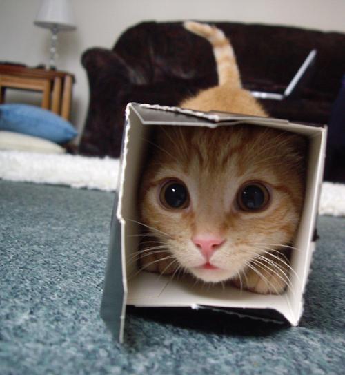 cat_in_a_box
