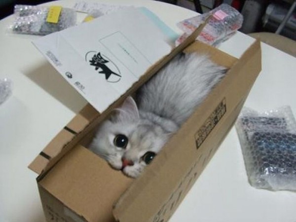 cat_in_box-600x450