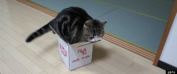 r-CATS-IN-BOXES-large570
