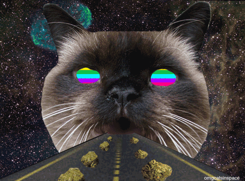 tumblr_lvftcvLaHS1r4xjo2o1_r1_500