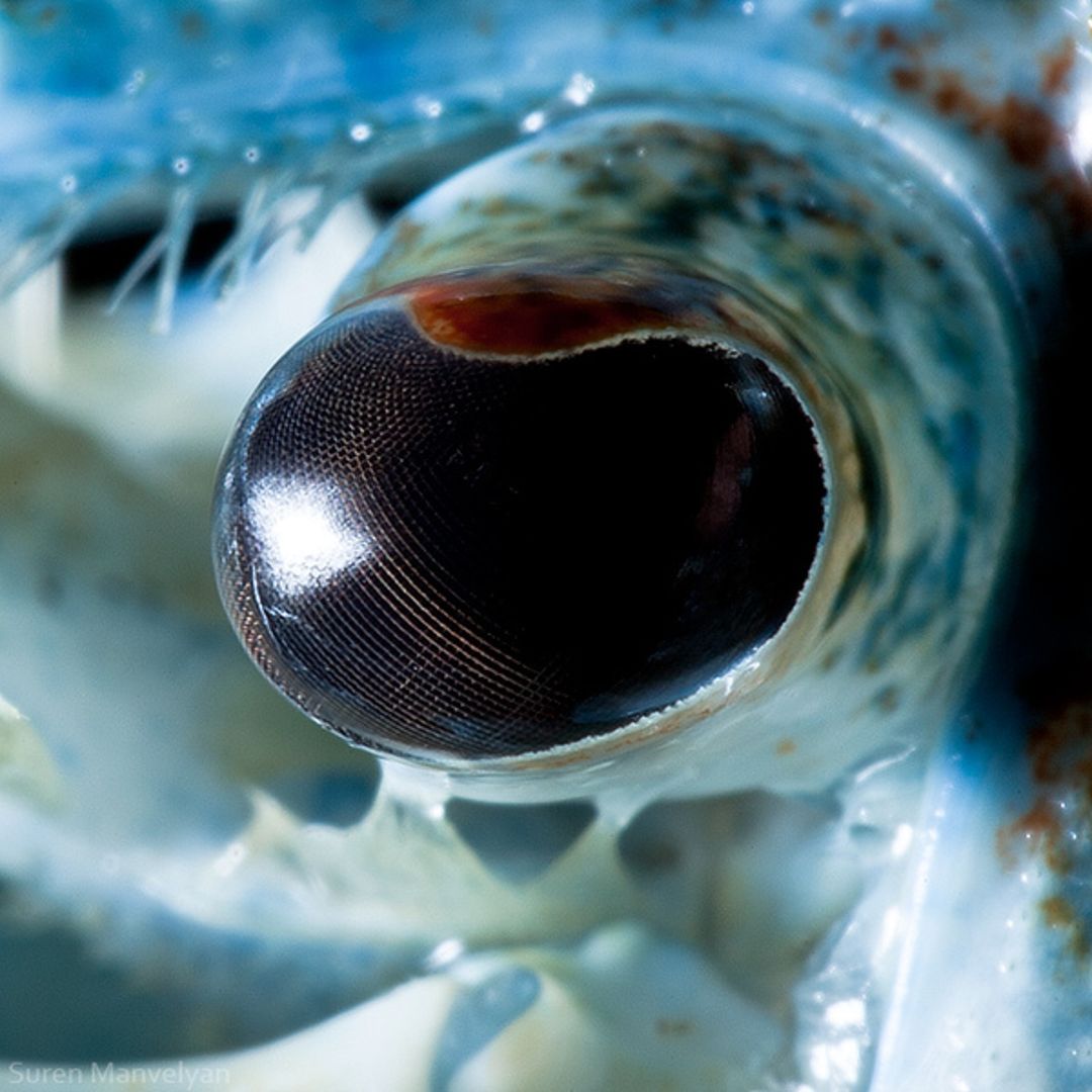 Crayfish_0