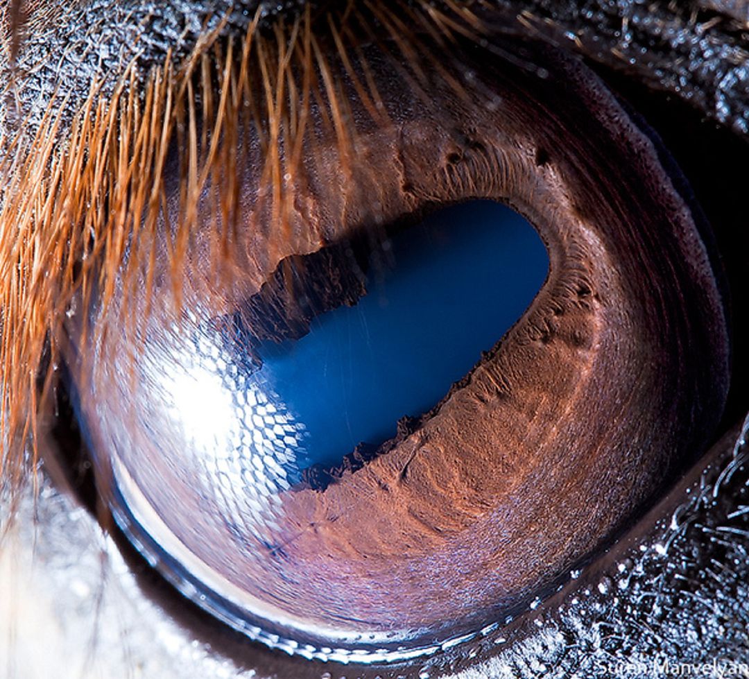 Horse_0