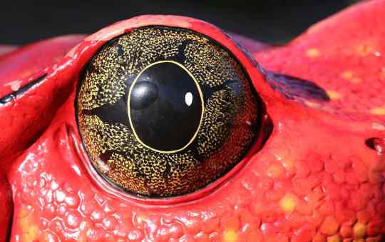 beautiful-animal-eyes-01