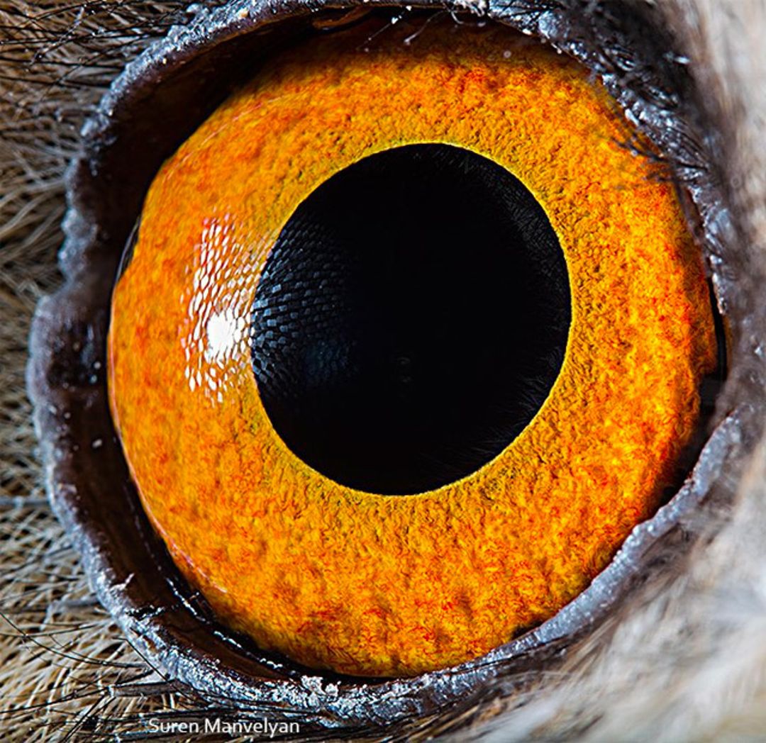 eyes-6
