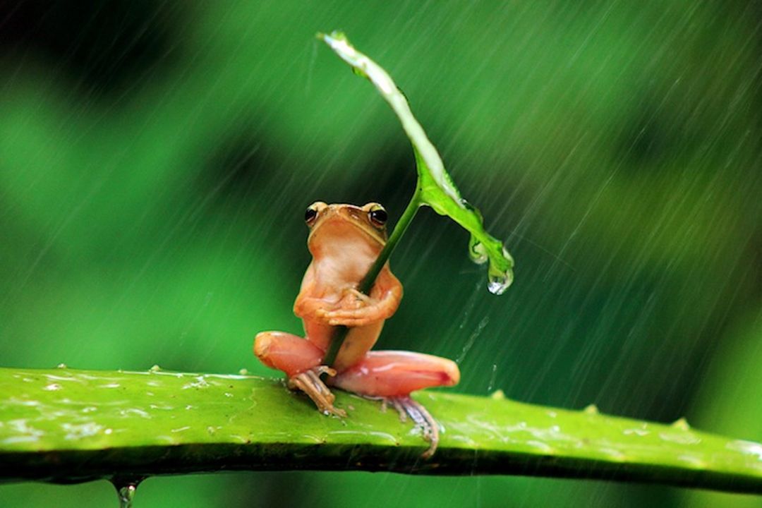 frog01
