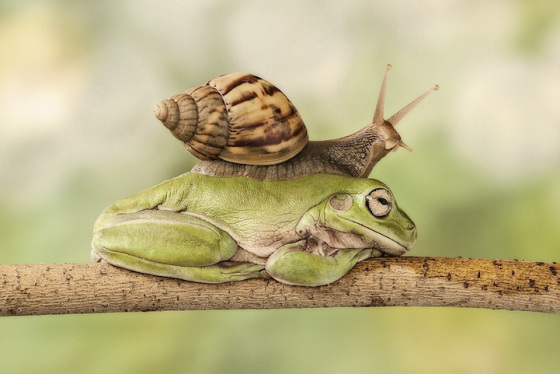 frog04