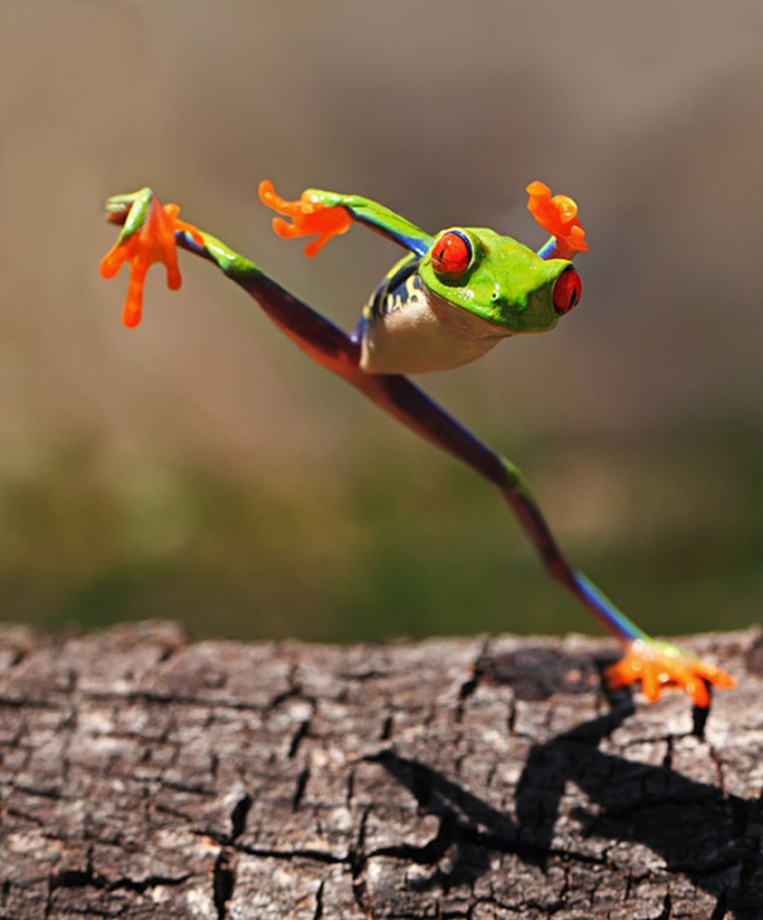frog06