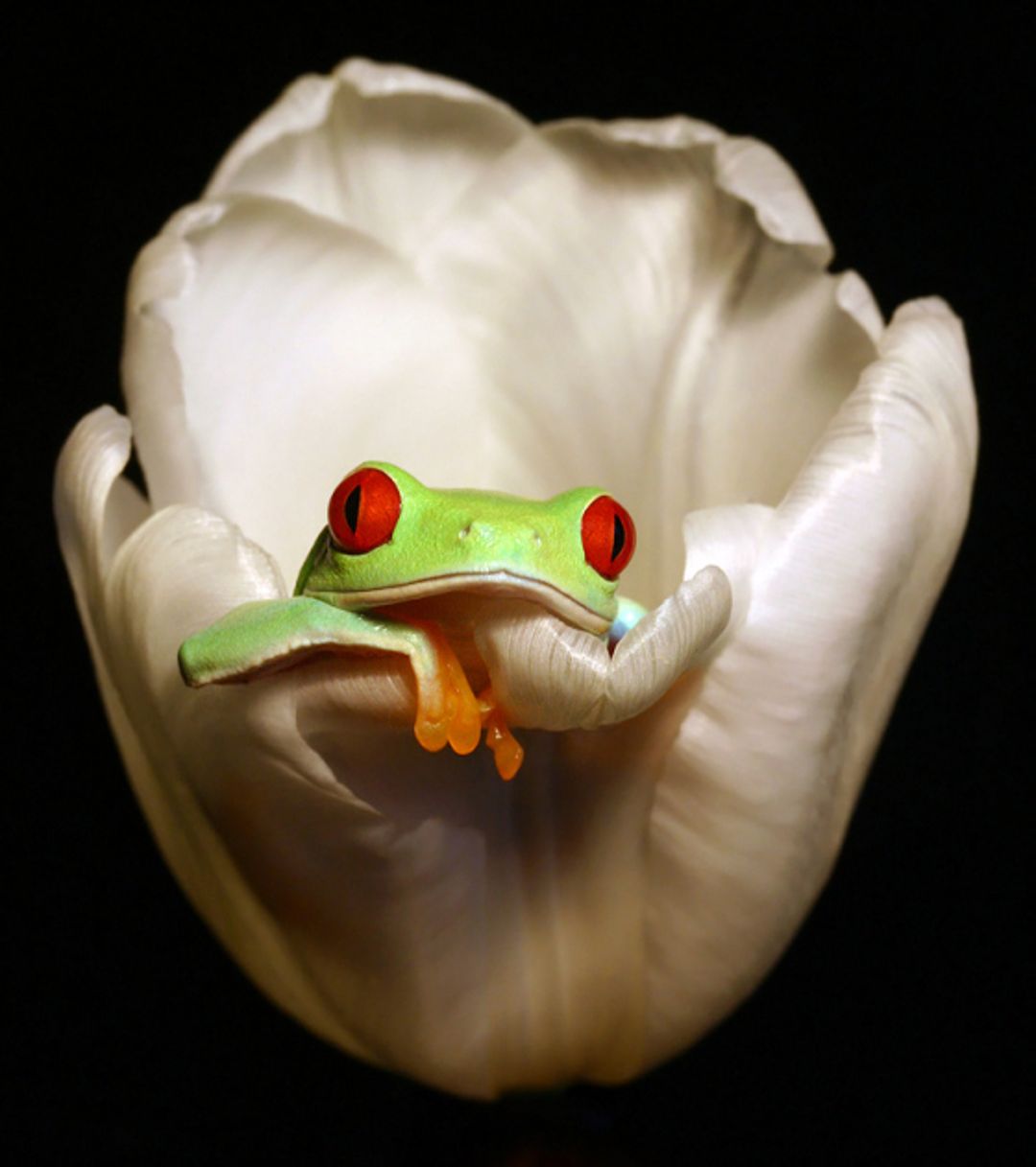 frog07