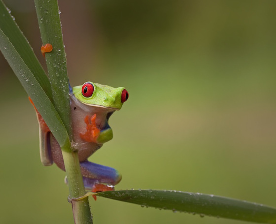 frog08