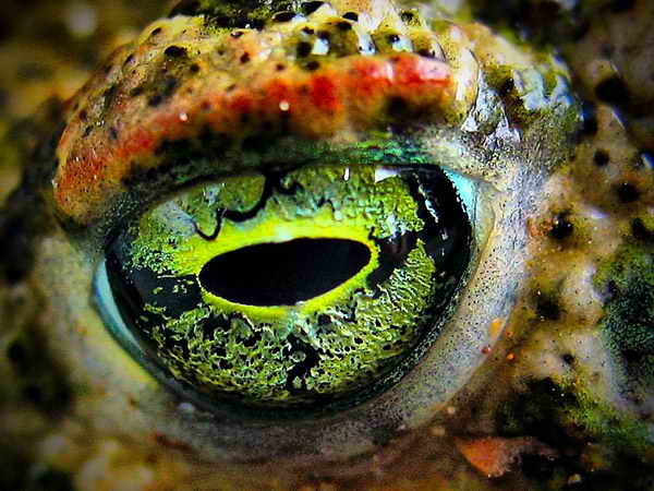 frogs-eye