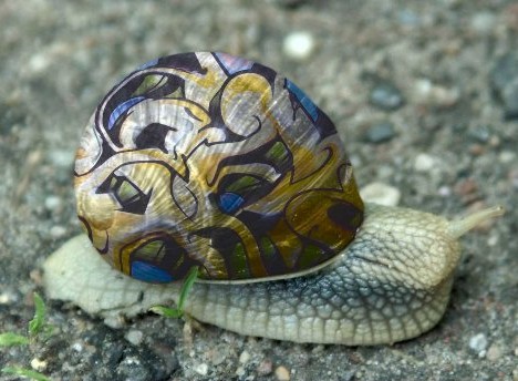 painted_snail_6