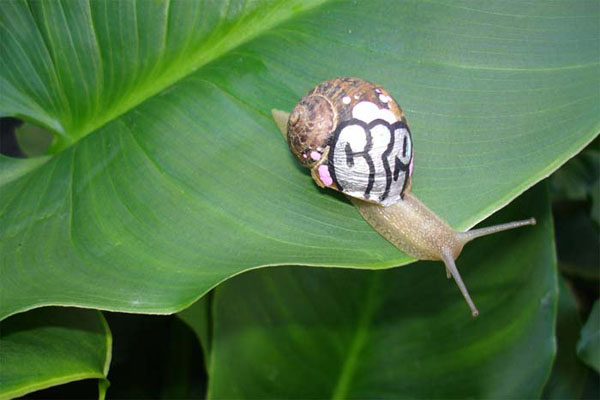 snail-graffiti2