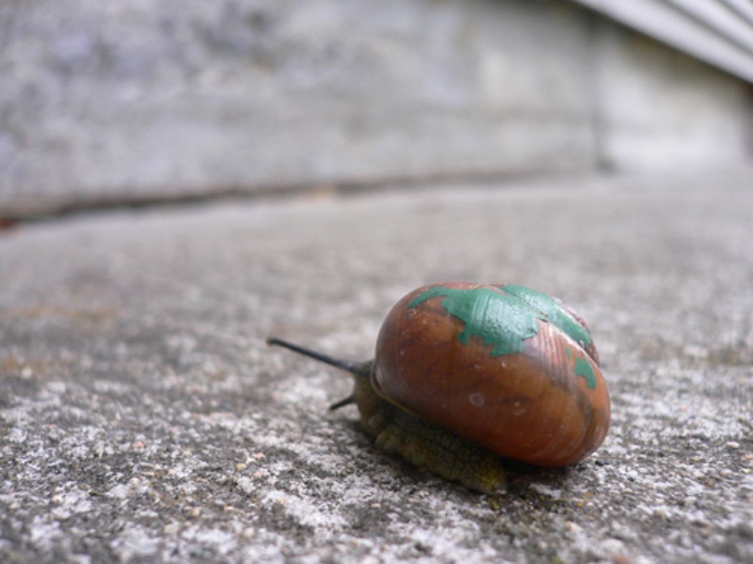 snail1