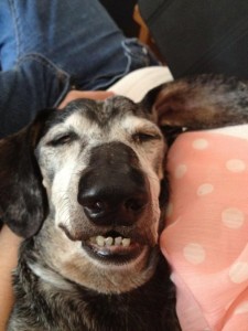 e7e6f61807e9b42e18fcc875d9f72c88-this-dog-is-definitely-really-high