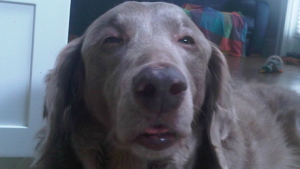 stoneddogfeature.png